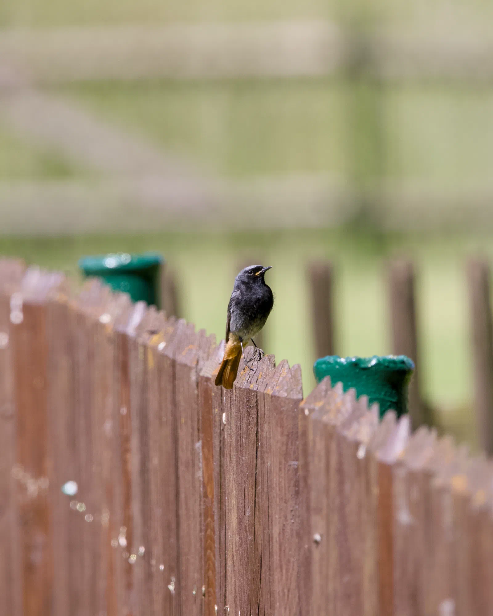 Adult male black redstart on top of a wooden fence