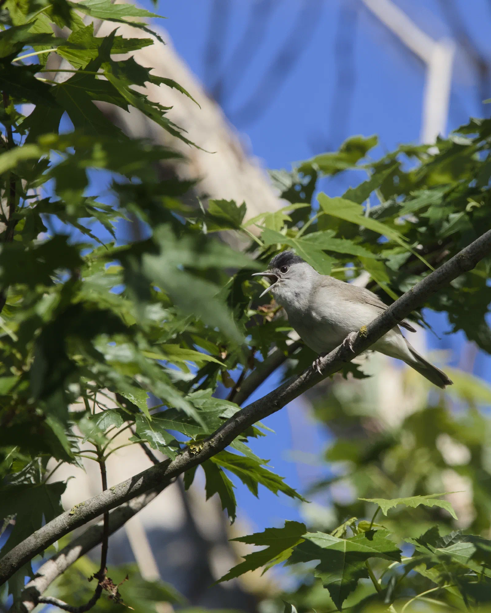 Male blackcap singing on a branch among green leaves, blue sky behind
