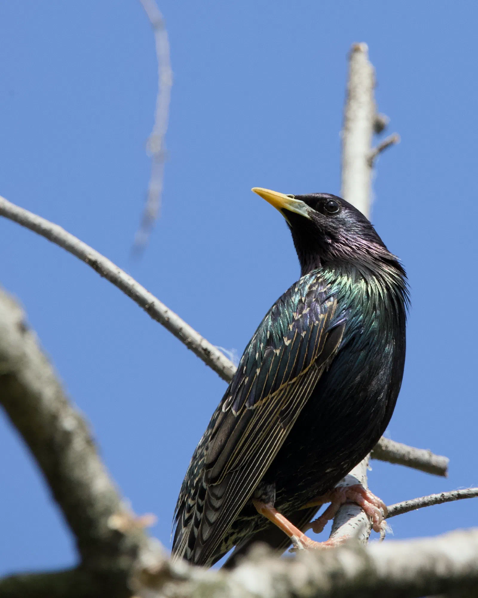 Starling in iridescent breeding plumage perched on a bare branch against a blue sky