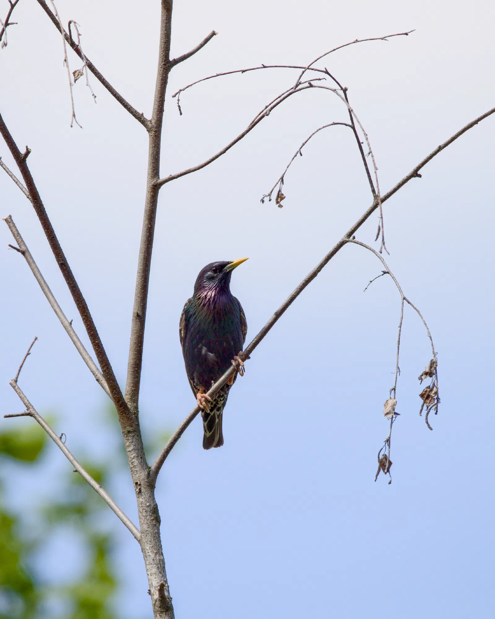 Starling perched among the bare twigs of a small tree