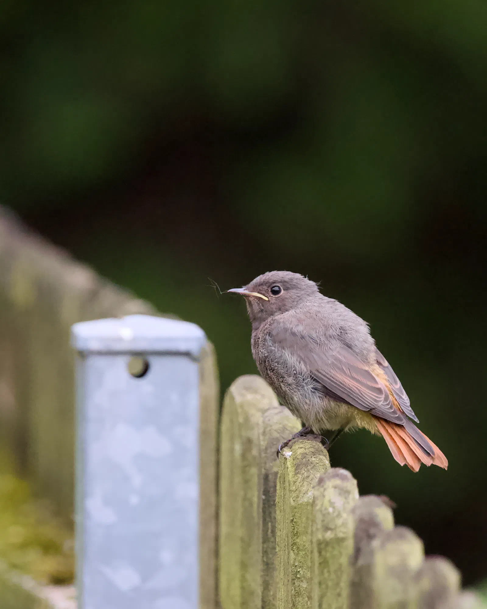 Juvenile black redstart on a weathered wooden picket fence with a small twig in its beak, rust-orange tail, dark green background