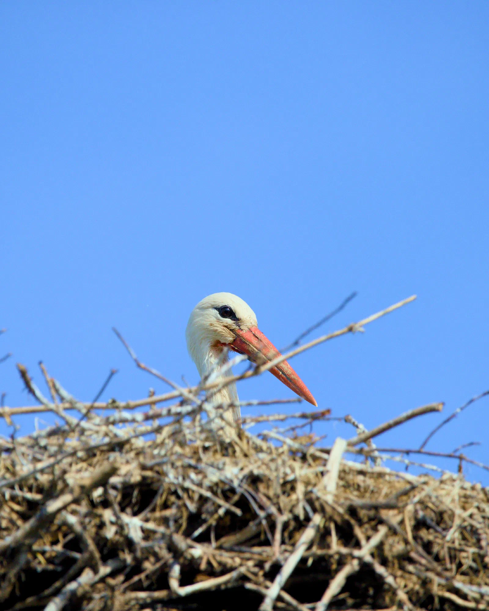 White stork peering over the edge of its twig nest, head and red beak above the sticks, blue sky behind