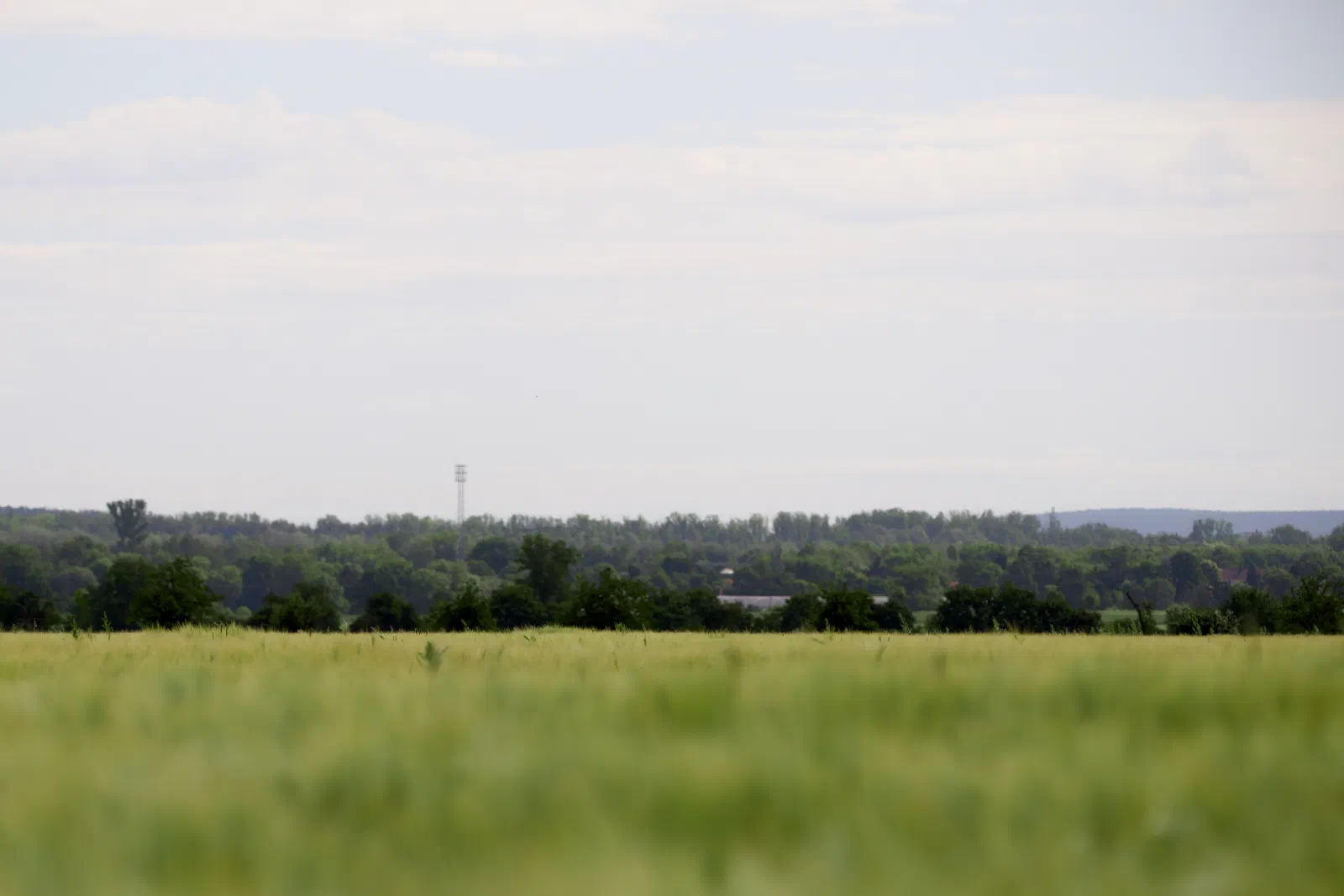 A green barley field under a hazy sky