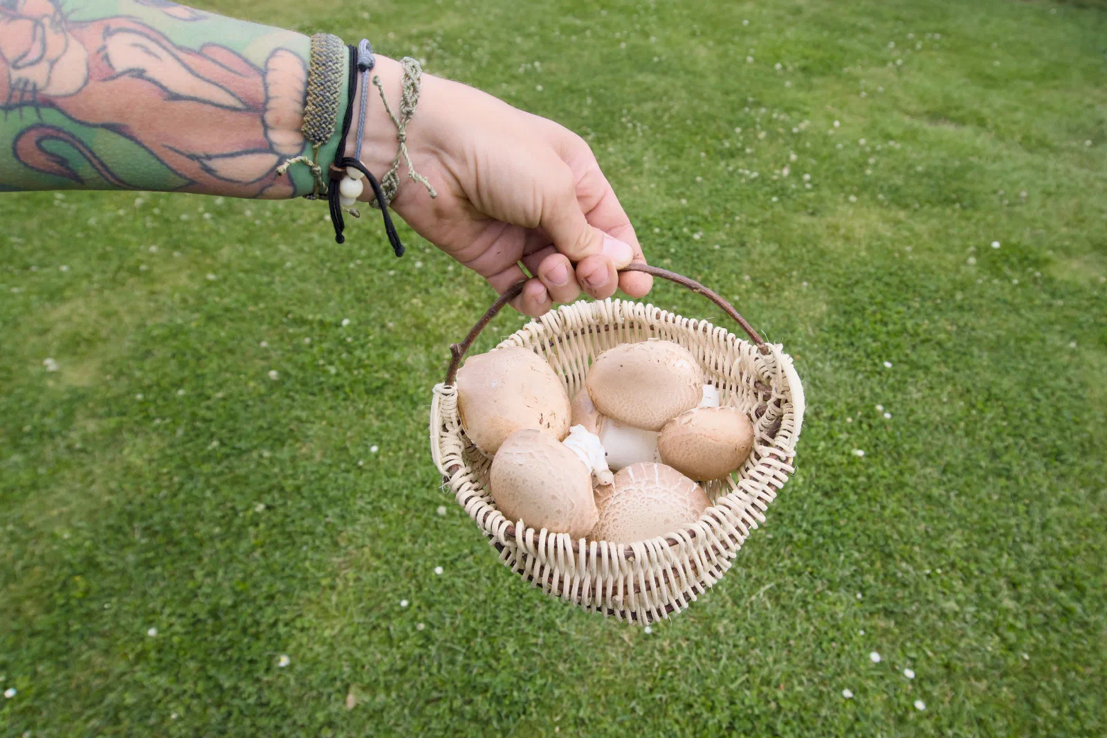 Hand holding a small basket of freshly grown mushrooms over a lawn