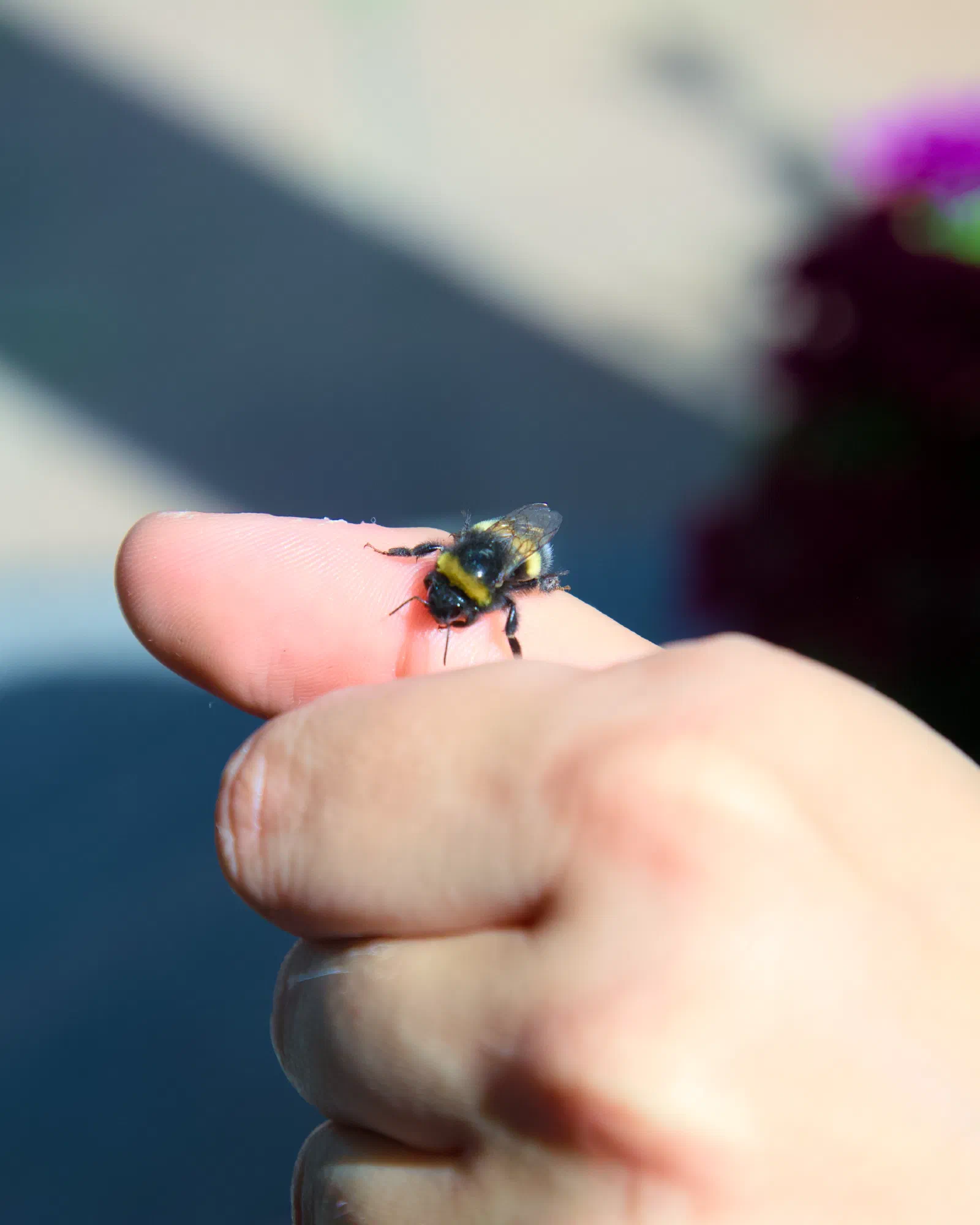 A bumblebee resting on a fingertip, a purple flower blurred behind