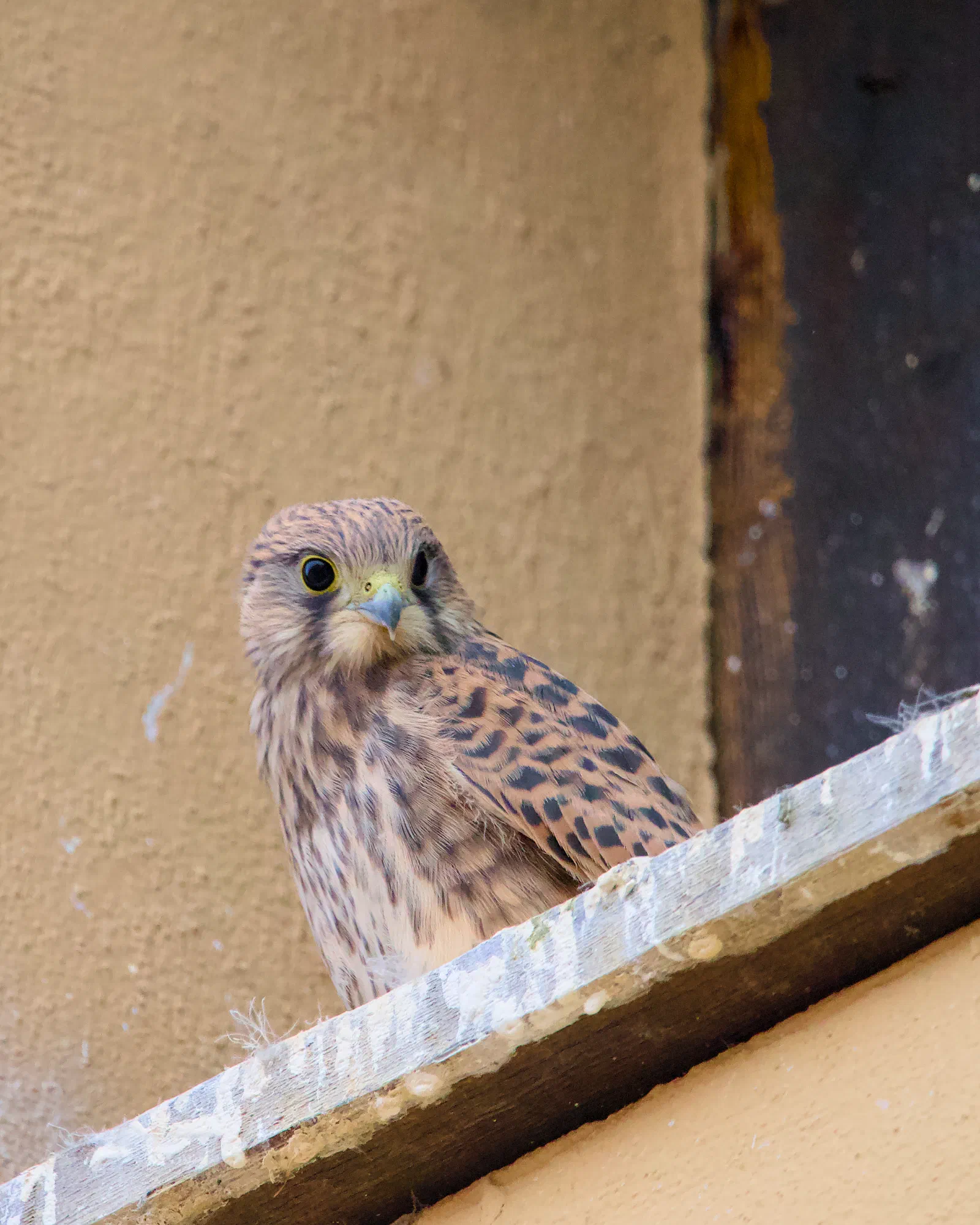 Young common kestrel peering out from a barn ledge