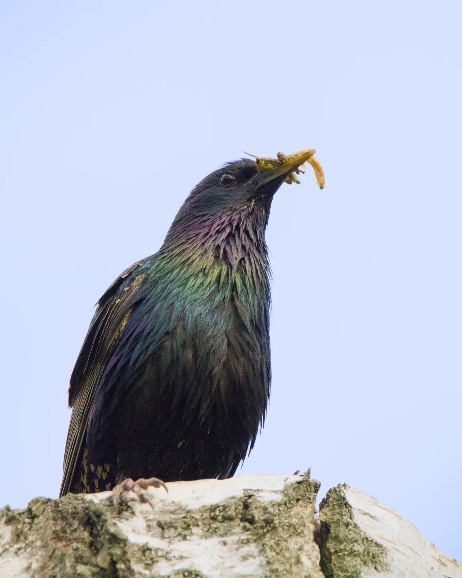 Common starling with a grub in its beak, perched on a branch