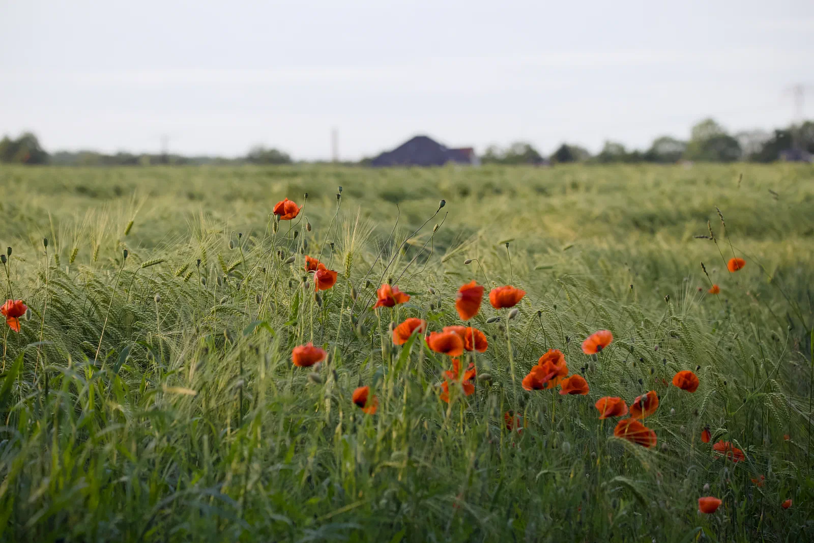Red poppies in a green grain field at dusk