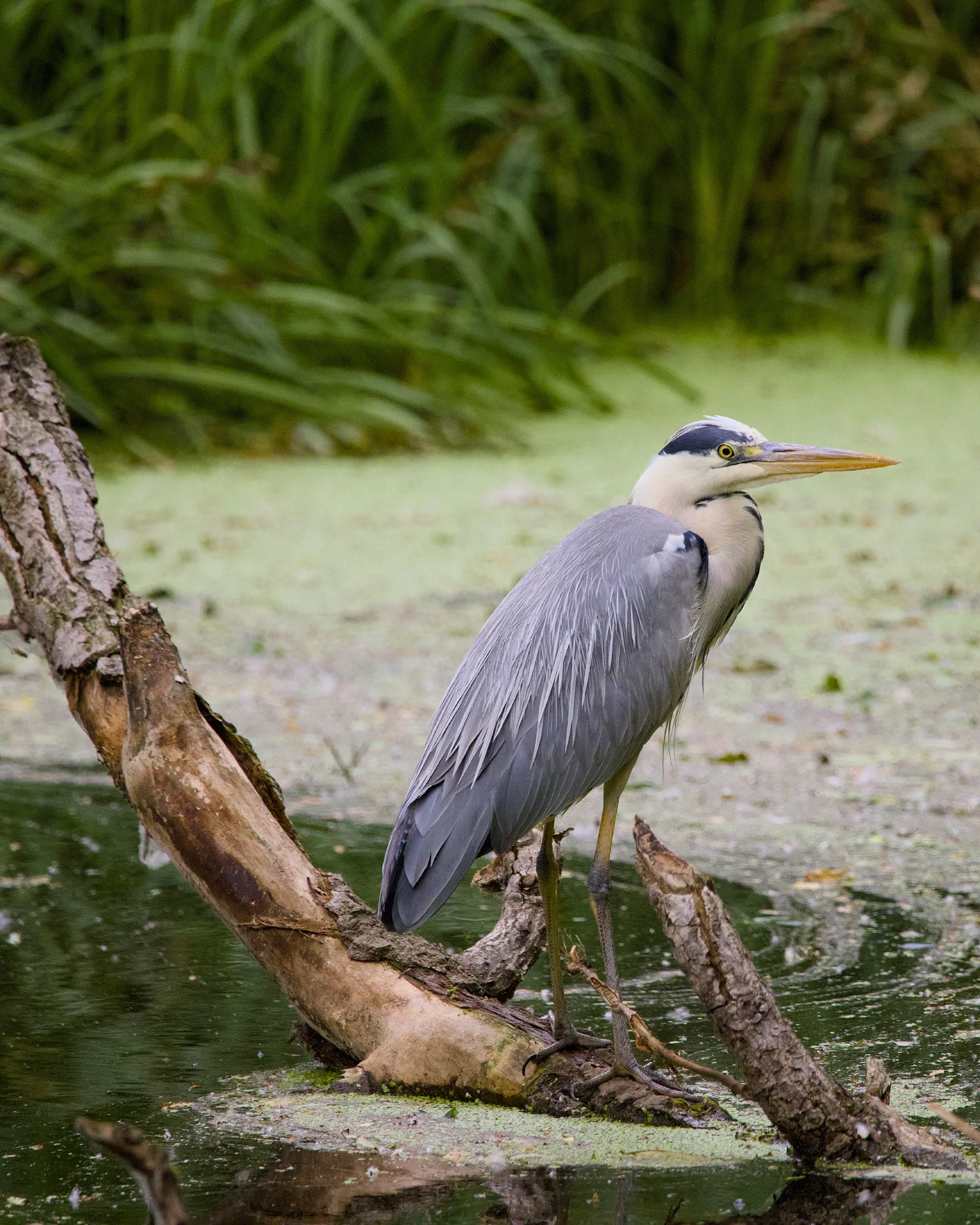 Grey heron standing on a fallen log over a duckweed-covered pond