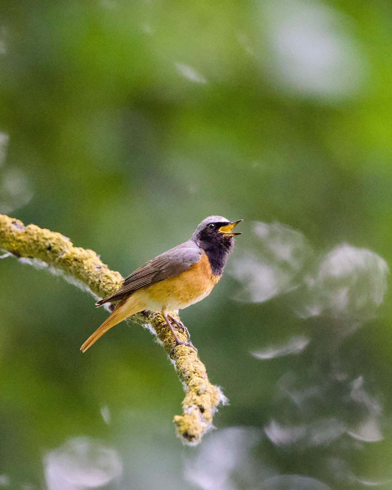 Male common redstart singing on a mossy branch