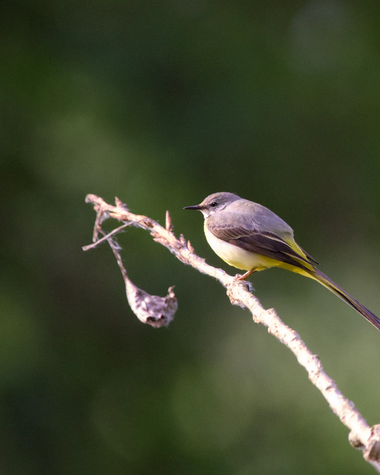Grey wagtail perched on a dead branch