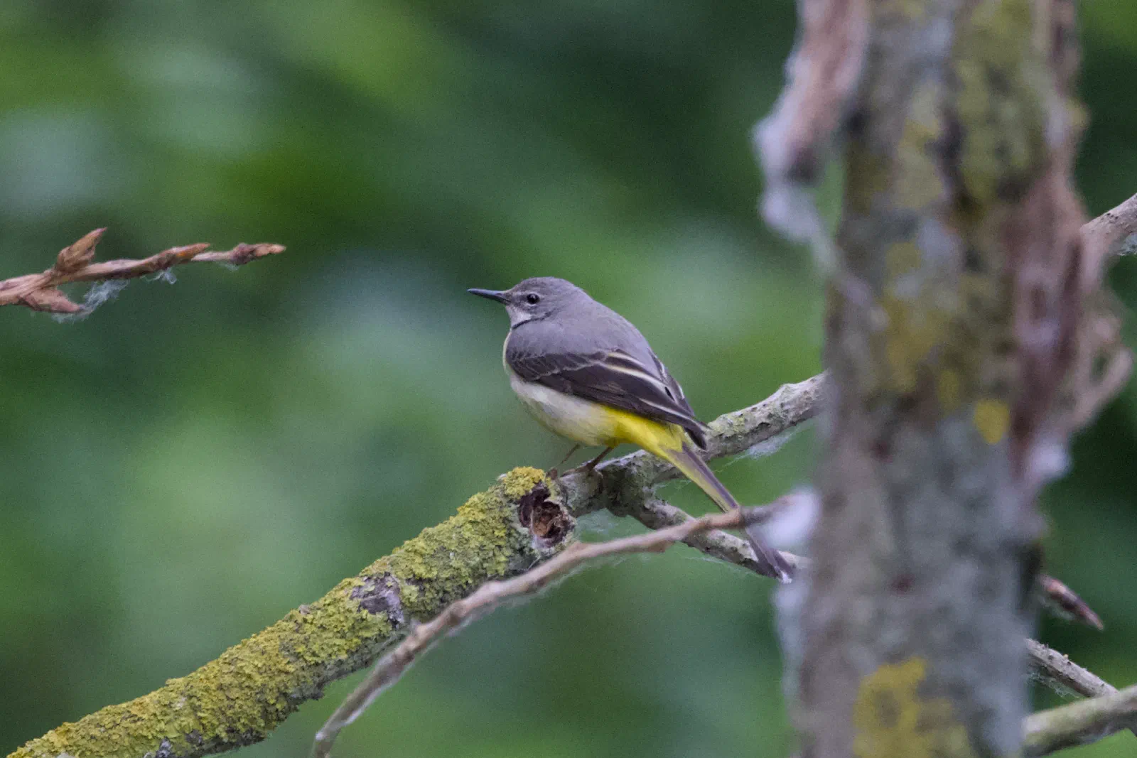 Grey wagtail perched on a mossy branch