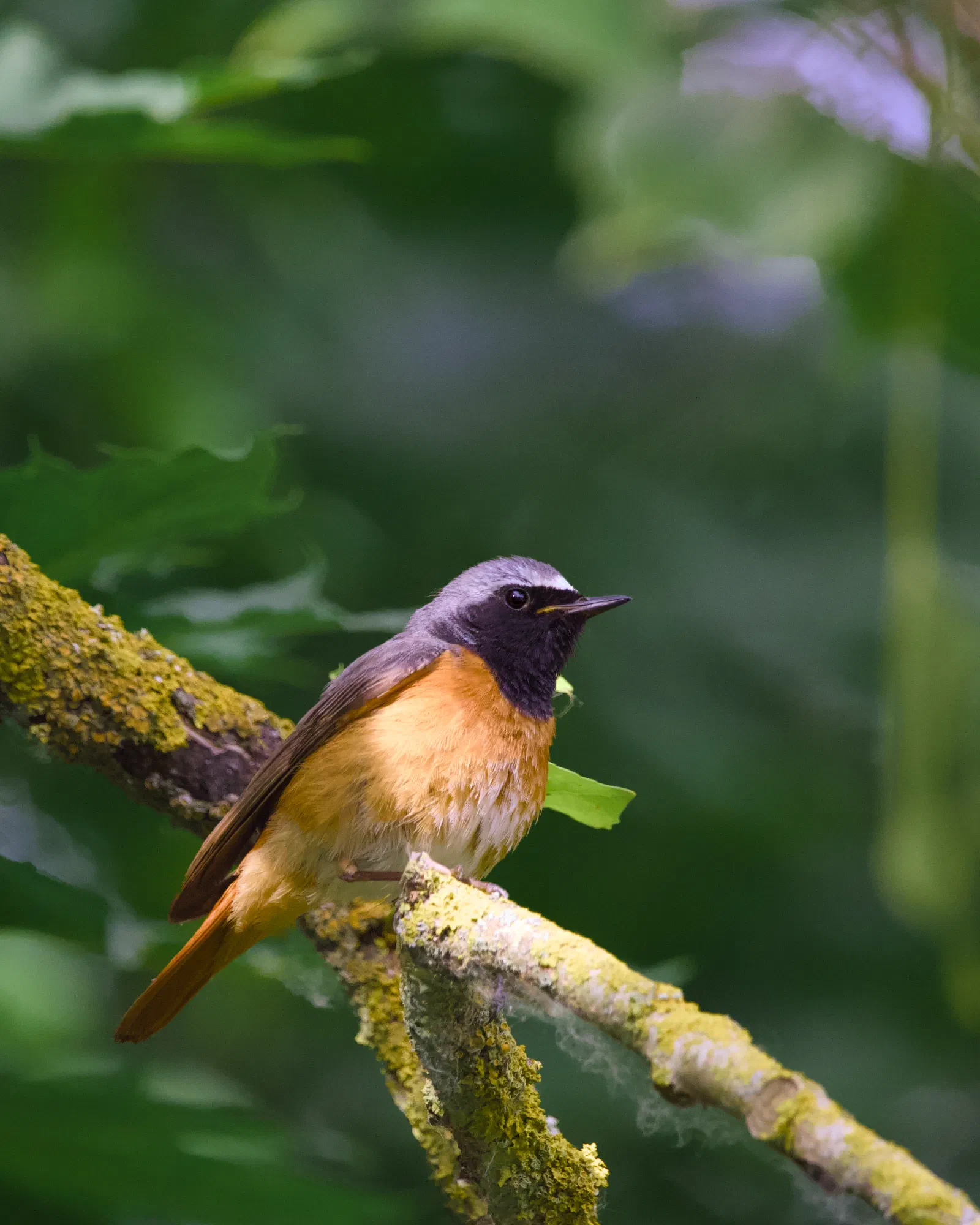Male common redstart perched on a mossy branch