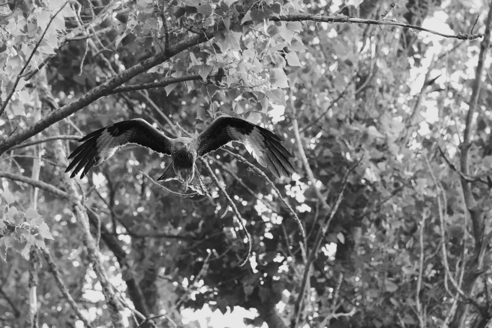 Black and white photo of a red kite landing among trees, wings spread