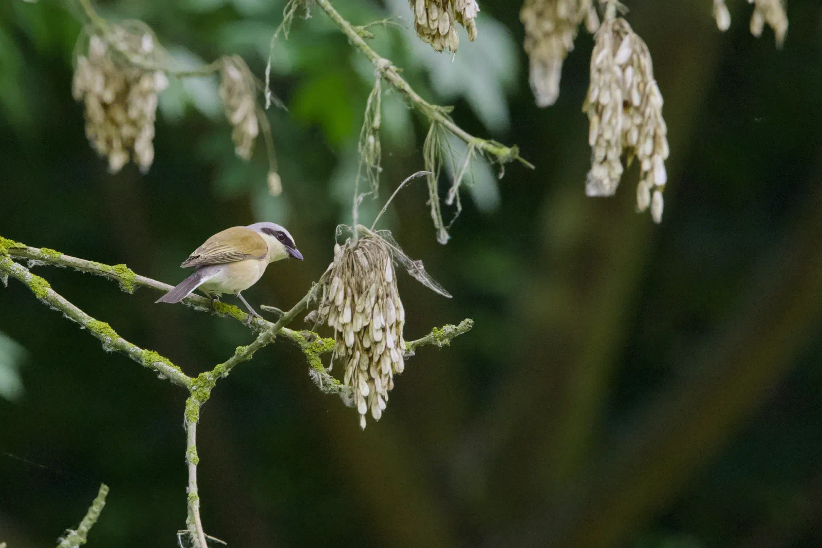 Male red-backed shrike perched on a mossy branch