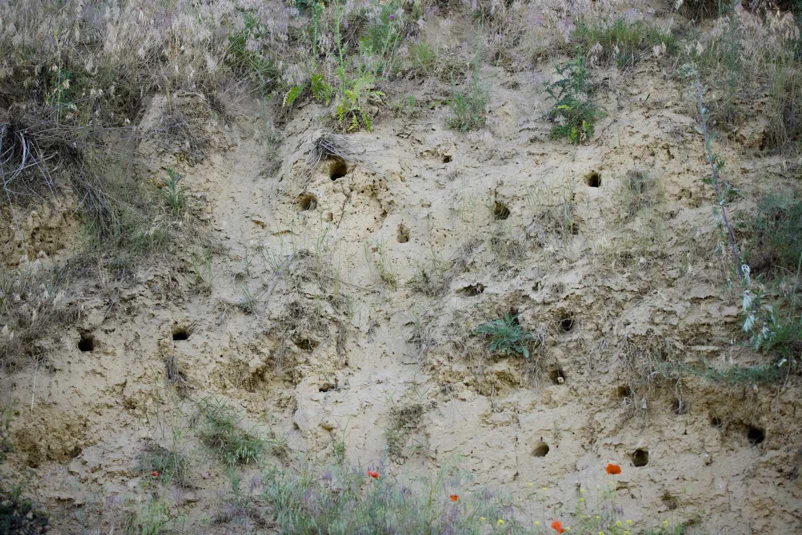 Sandy bank riddled with bee-eater nest holes, poppies at the base