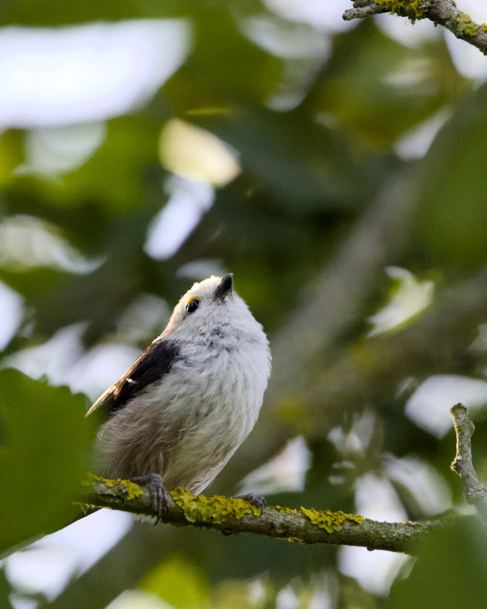 Long-tailed tit perched on a lichen-covered branch, looking up