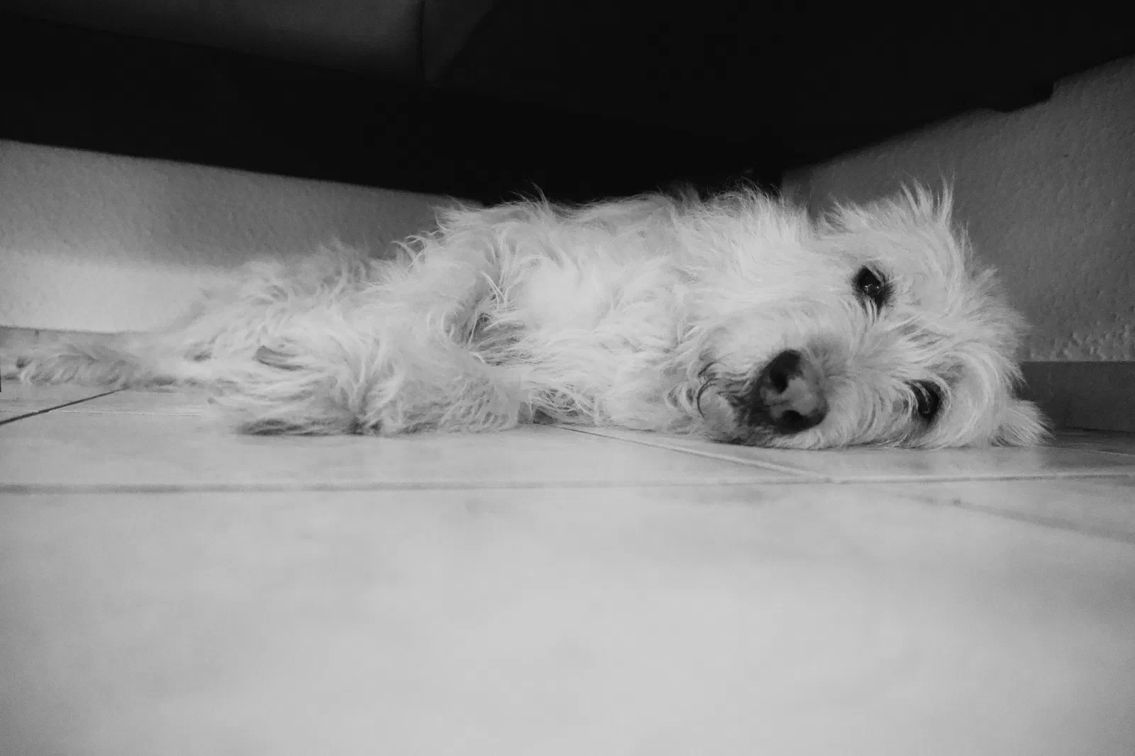 Black and white photo of Aika lying flat on the kitchen floor