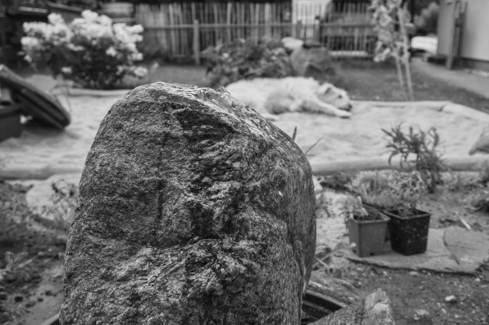 Black and white photo of a spring stone fountain with a sleeping dog in the background