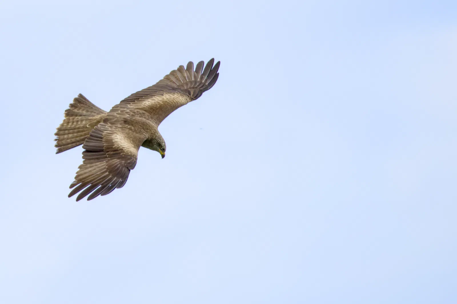 Black kite diving with wings spread against a blue sky