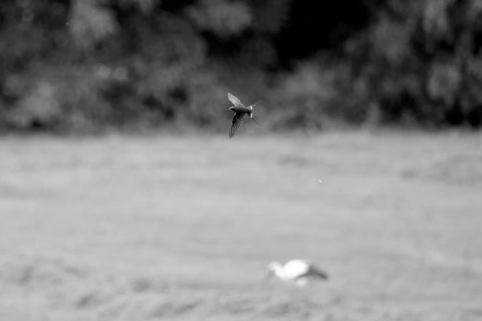 Black and white photo of a barn swallow mid-flight