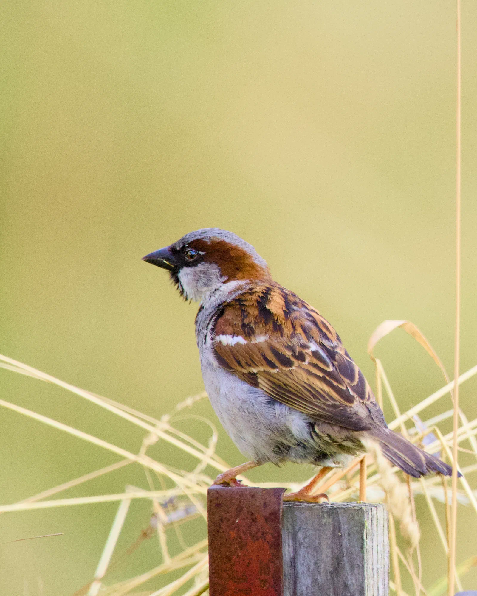 Male house sparrow perched on a fence post