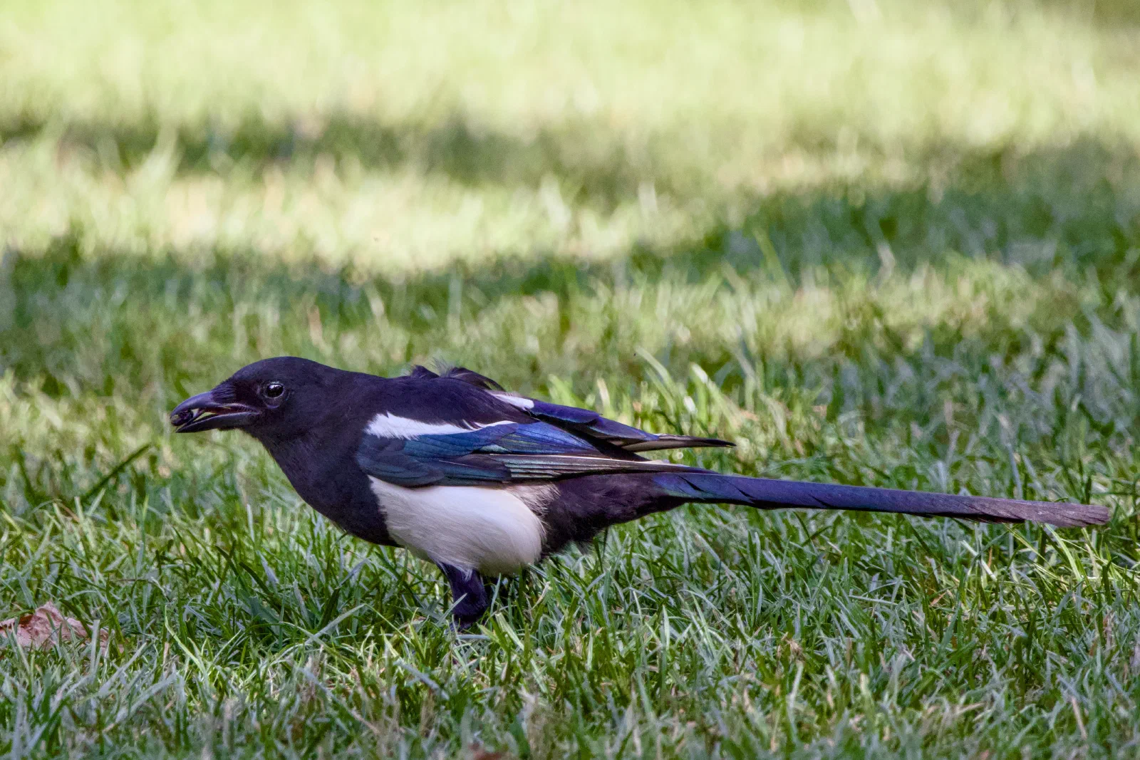 Magpie on grass with a morsel in its beak