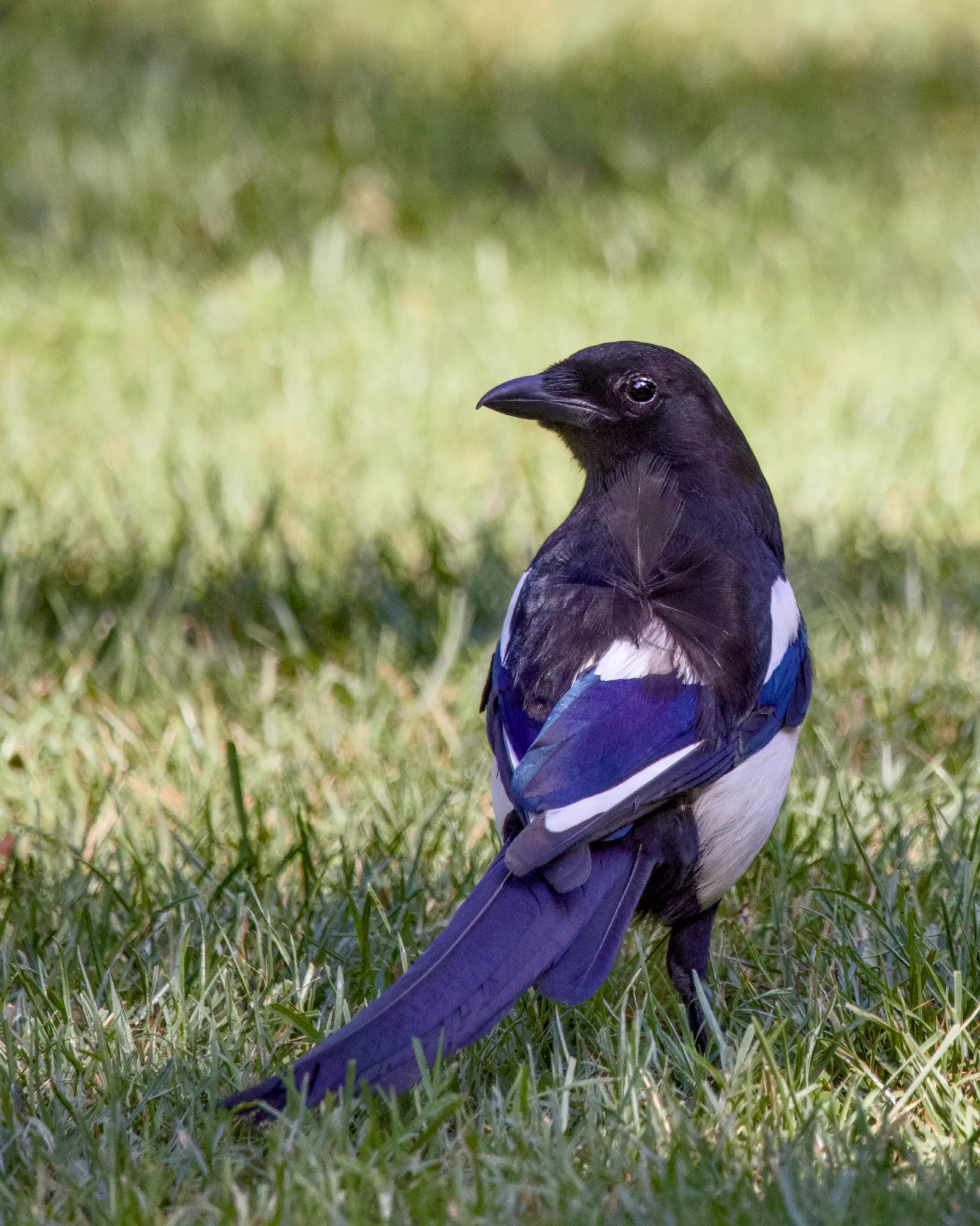 Magpie from behind, head turned sideways