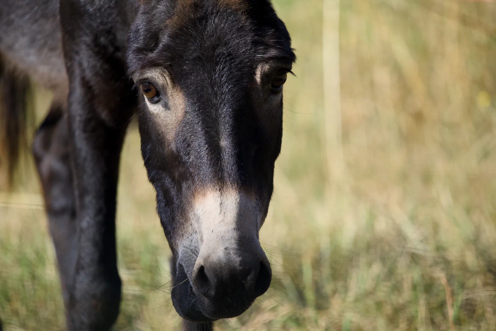 Dark donkey looking into the camera