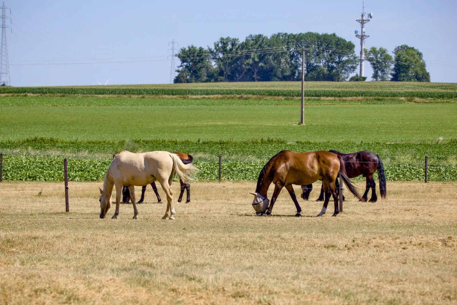 Horses grazing on a dry paddock