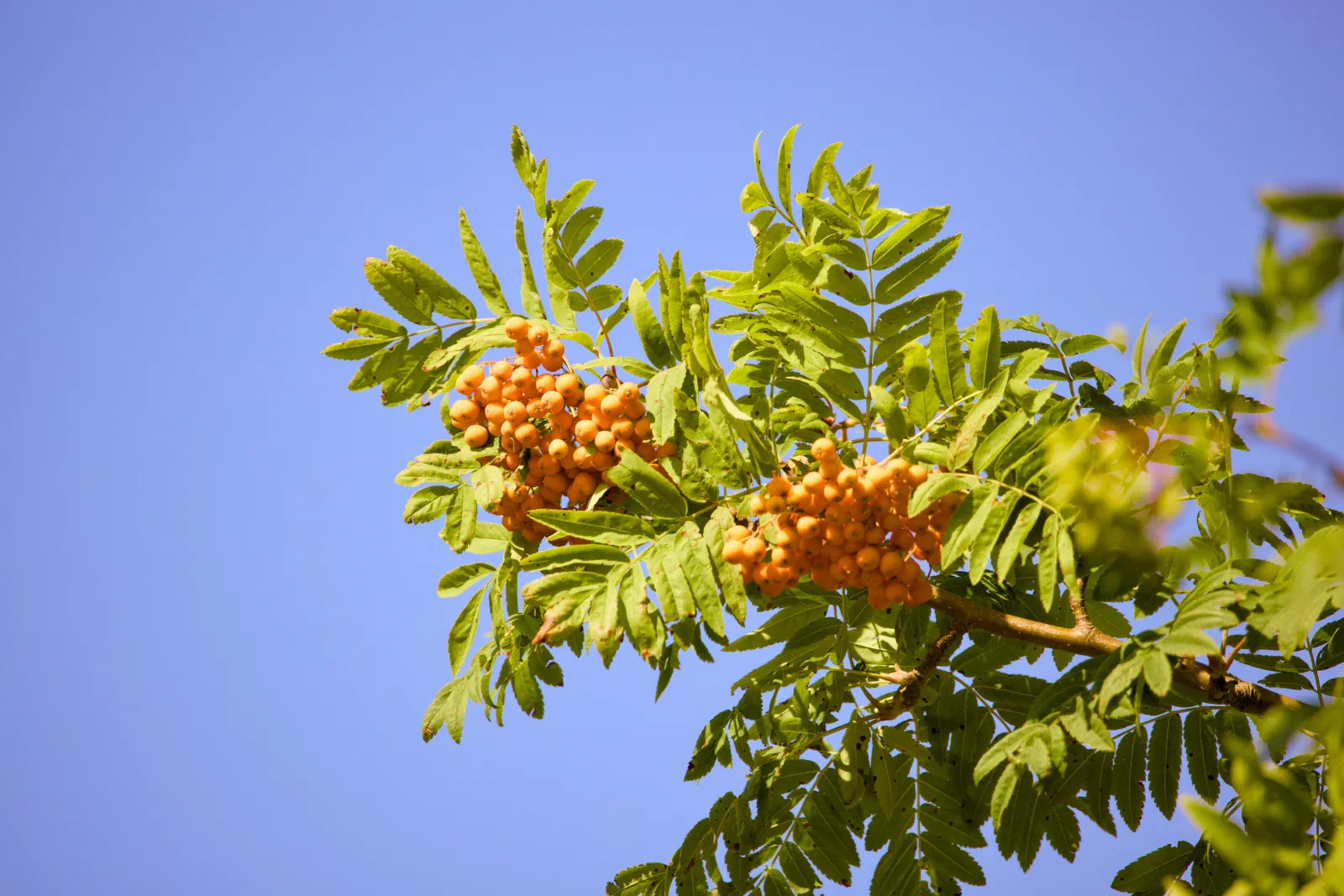 Rowan branch with orange berries against blue sky