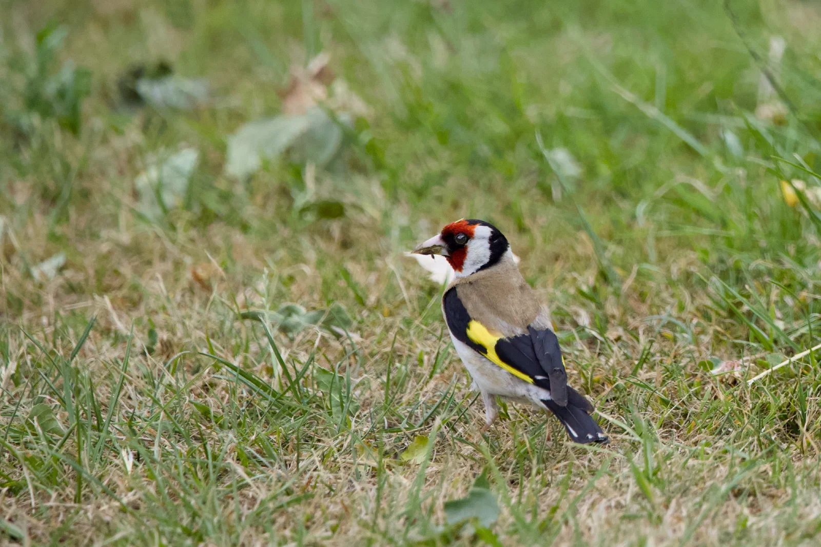 European goldfinch on the grass