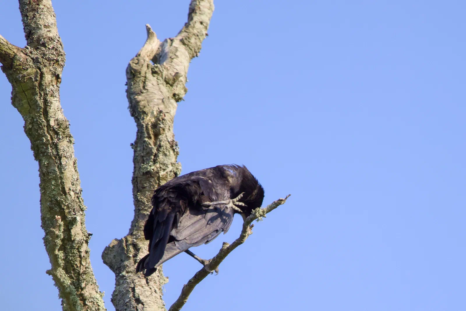Crow preening on a dead branch against blue sky