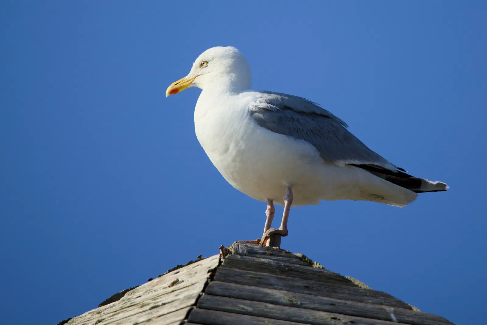 Herring gull standing on a wooden roof ridge