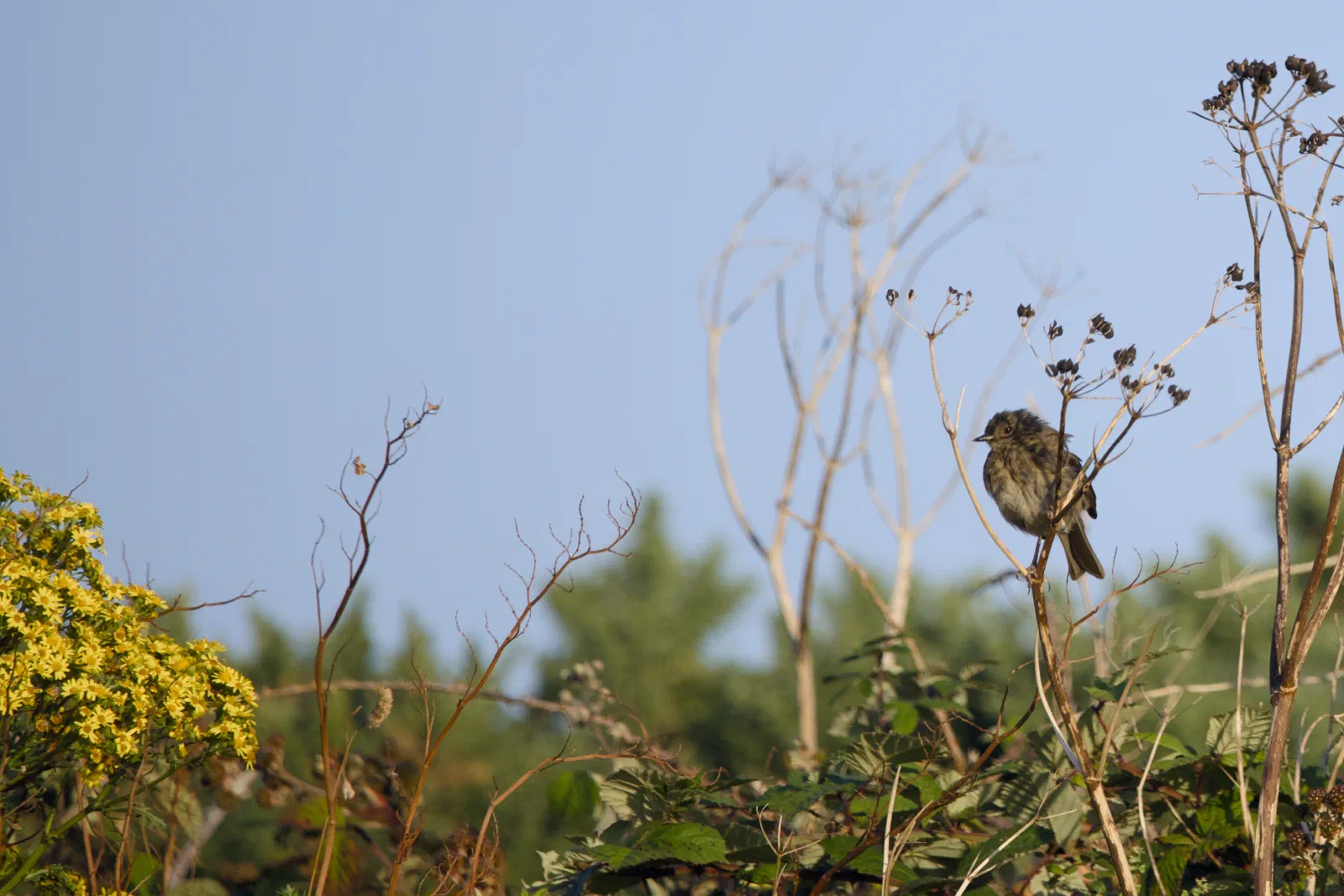 Young dunnock perched on dry stalks next to yellow ragwort