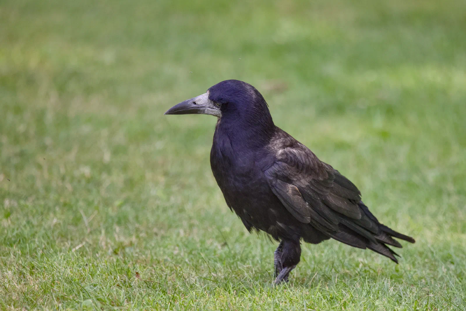 Rook standing on a mowed lawn