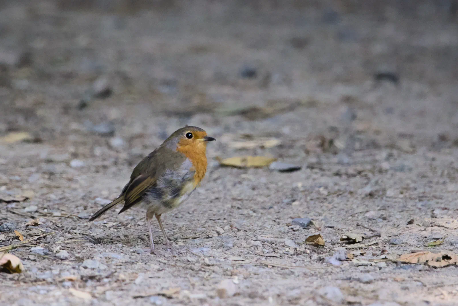 Robin standing on a gravel path