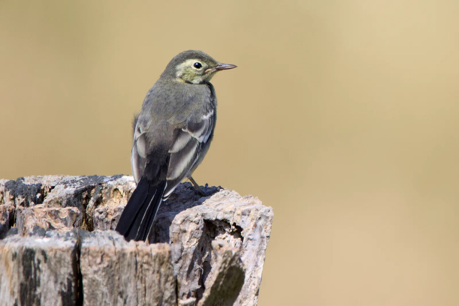 Young pied wagtail perched on a weathered stump