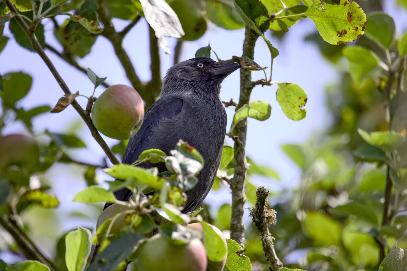 Jackdaw sitting in an apple tree