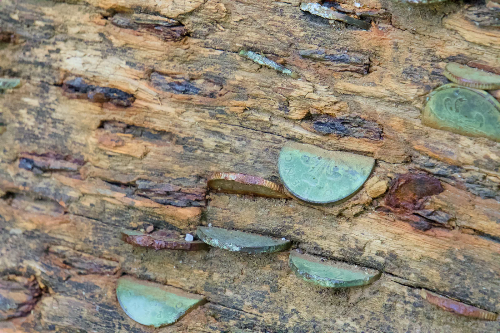 Coins hammered into a fallen log