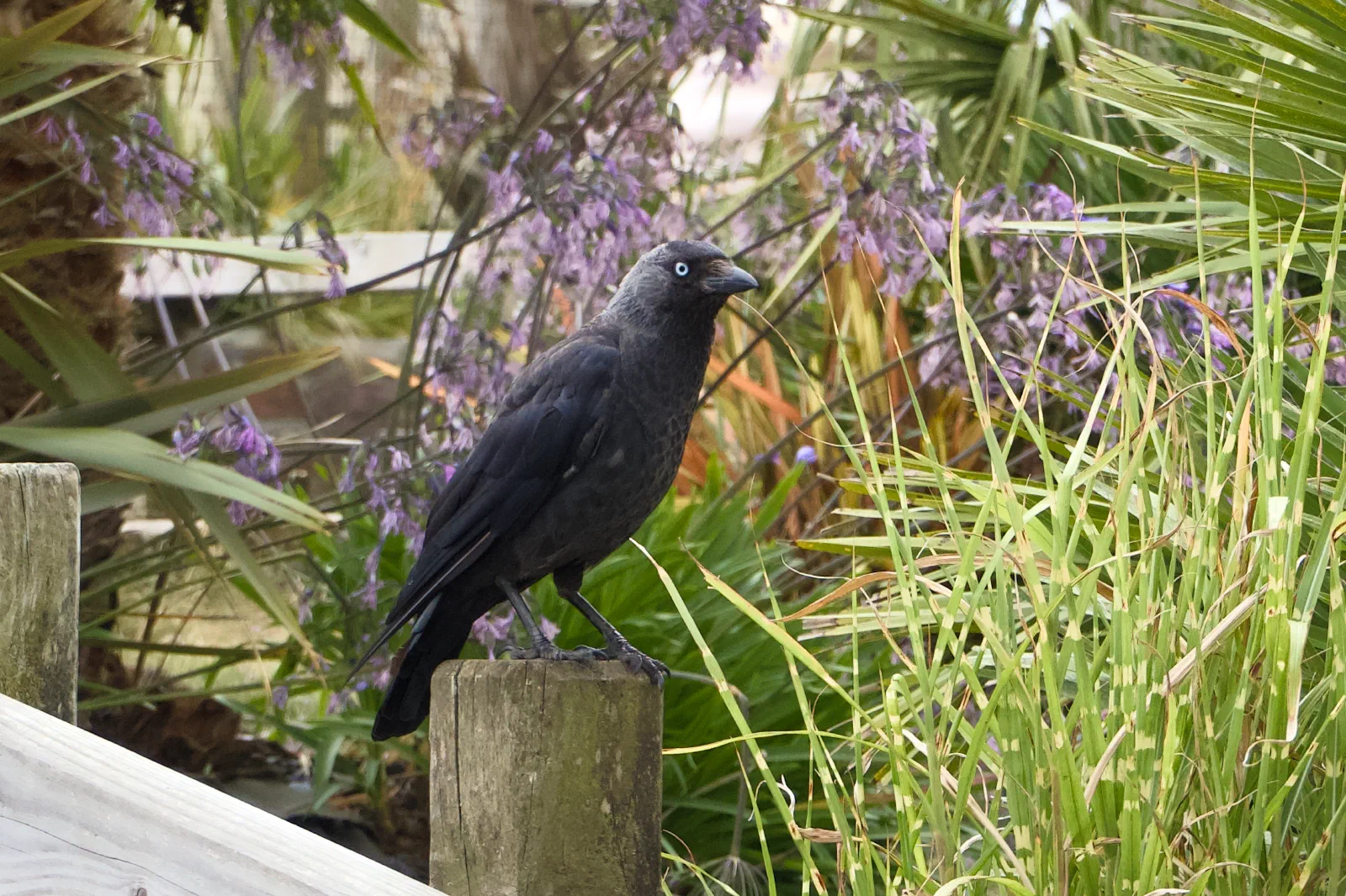 Jackdaw perched on a wooden post