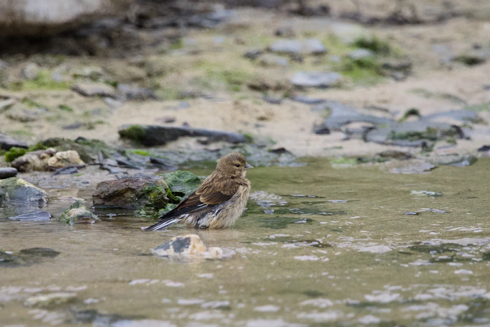 Linnet bathing in shallow water