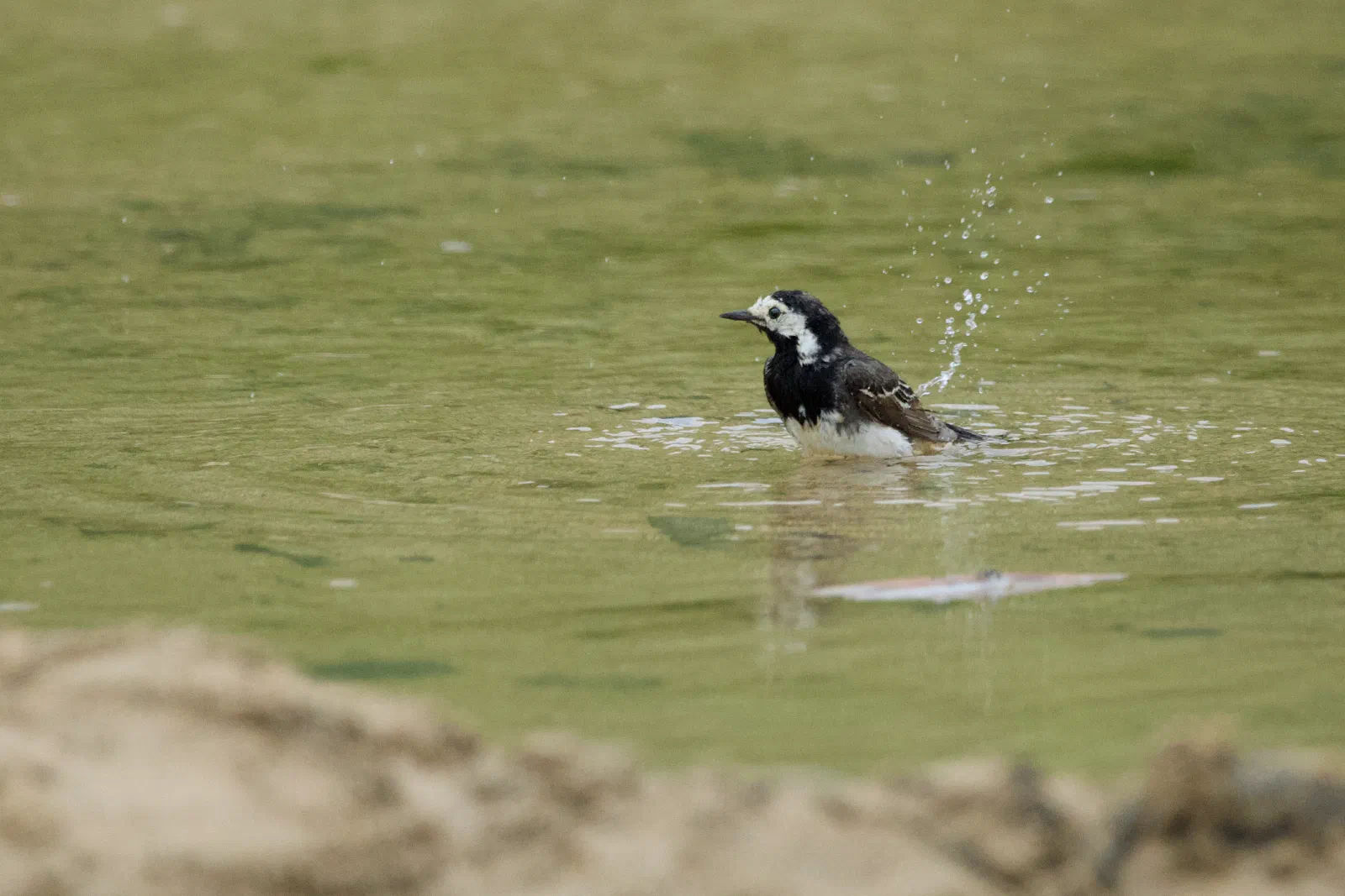 Pied wagtail bathing in a pool