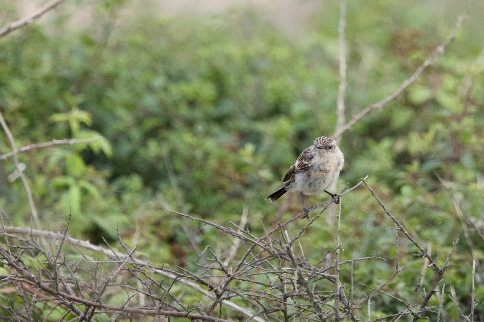 Stonechat perched on bare twigs