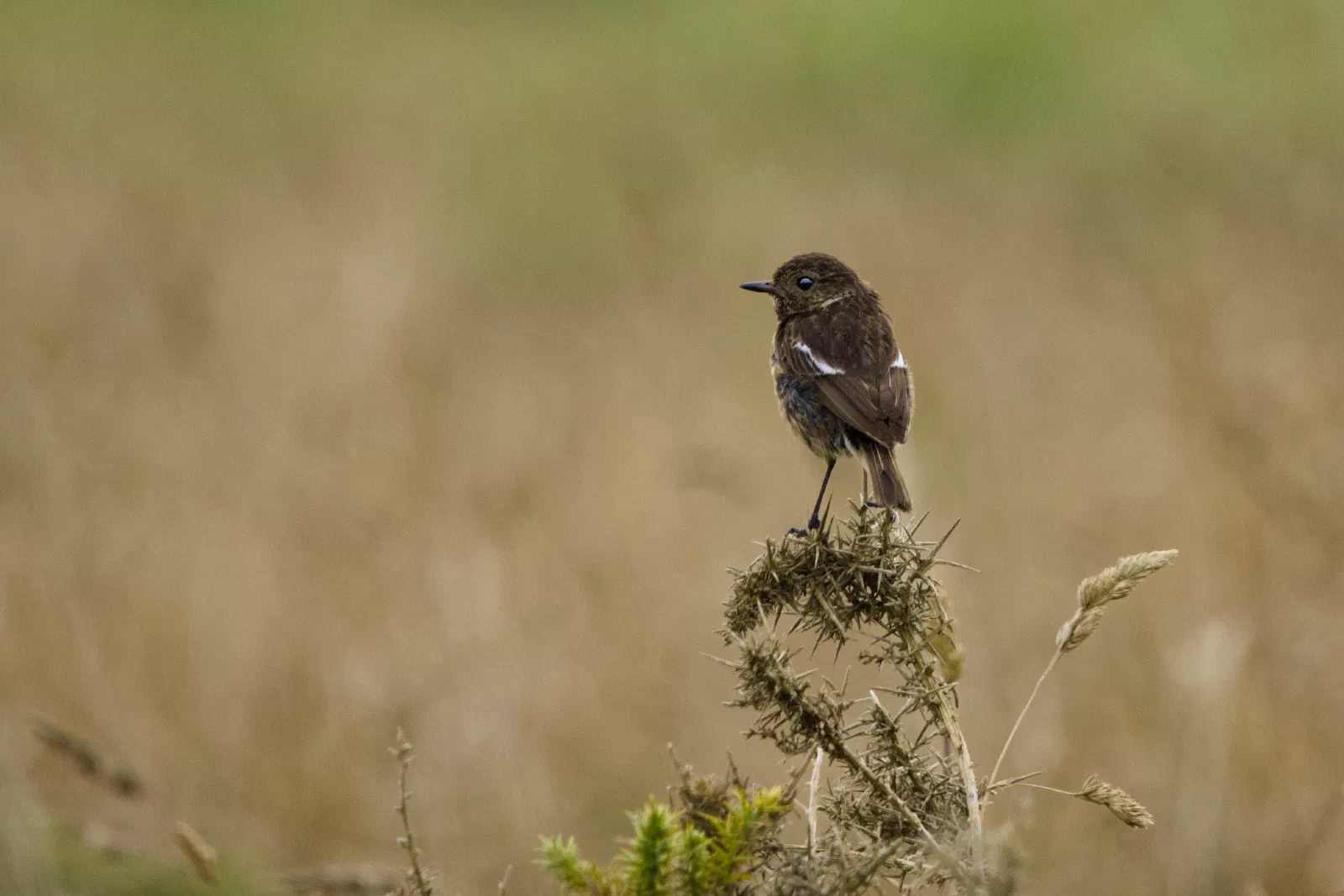 Stonechat perched on a gorse bush