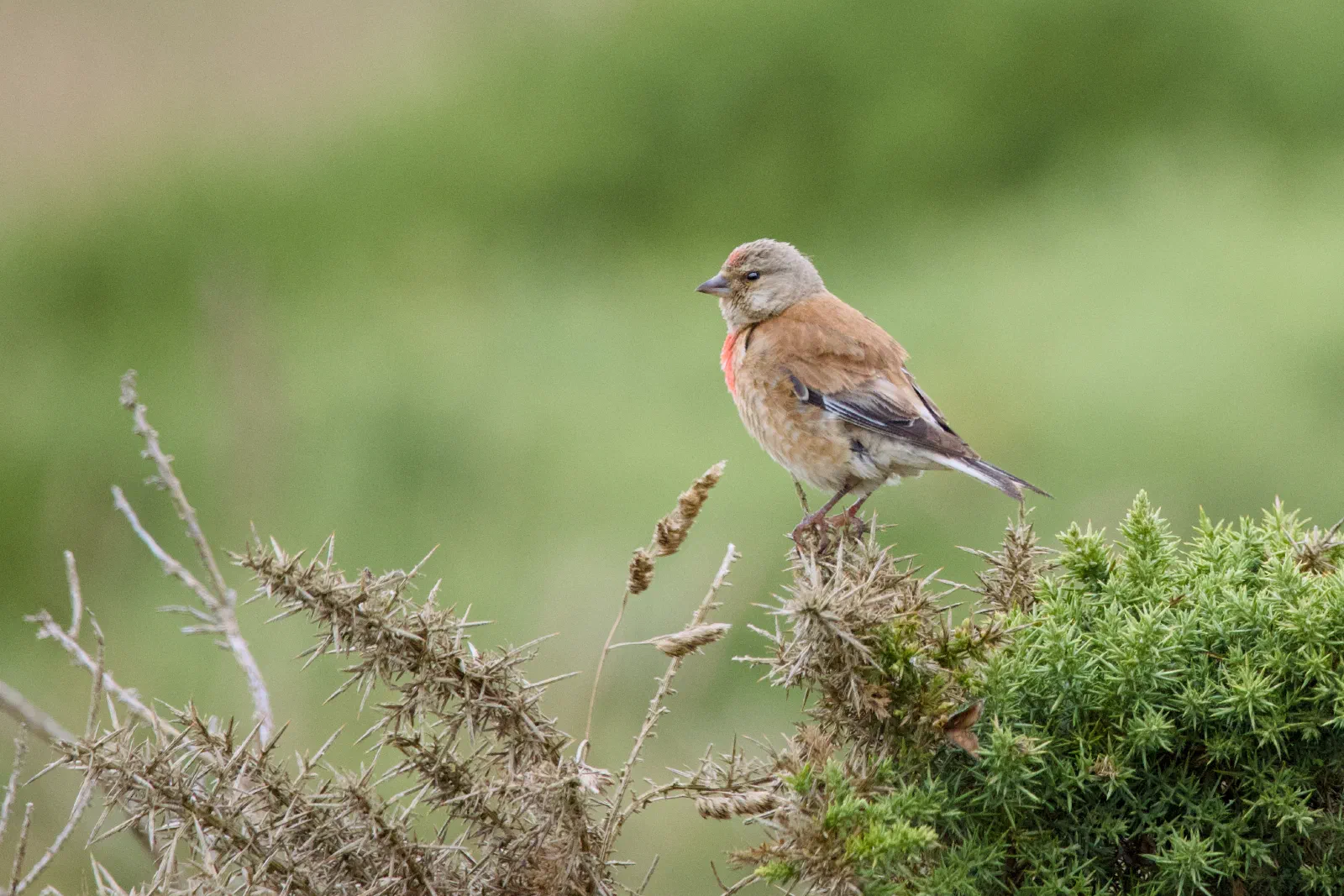 Male linnet with red breast on a gorse bush