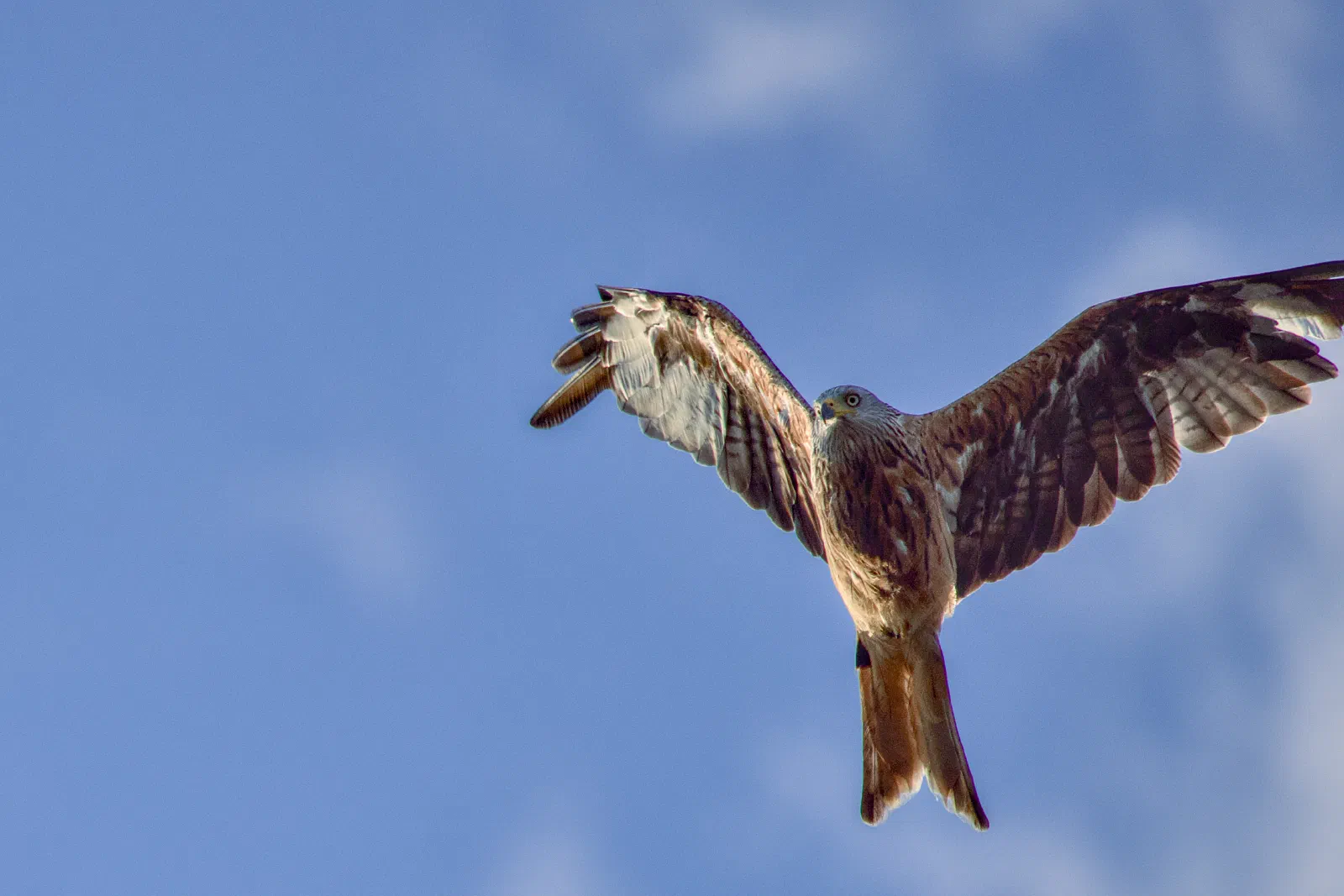 Red kite in flight against a blue sky