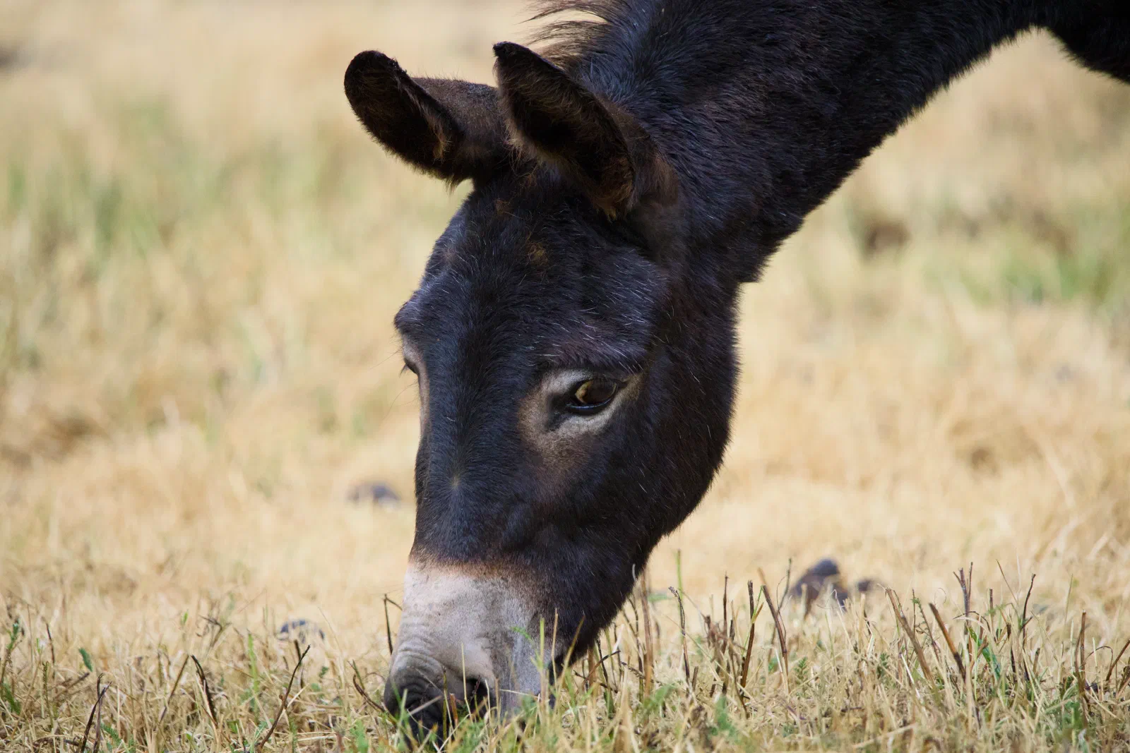 Donkey grazing on dry grass