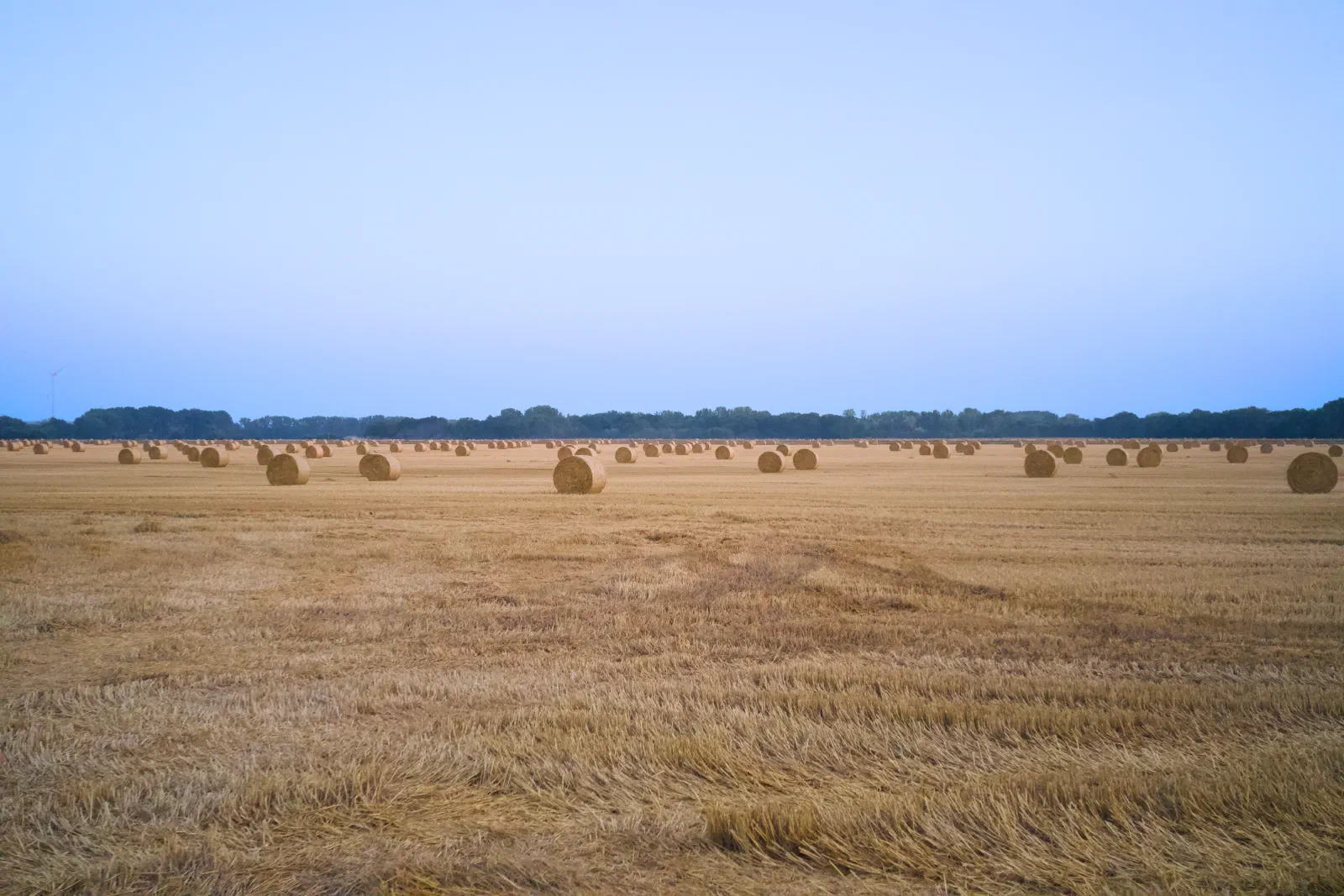 Harvested field with round straw bales at dusk