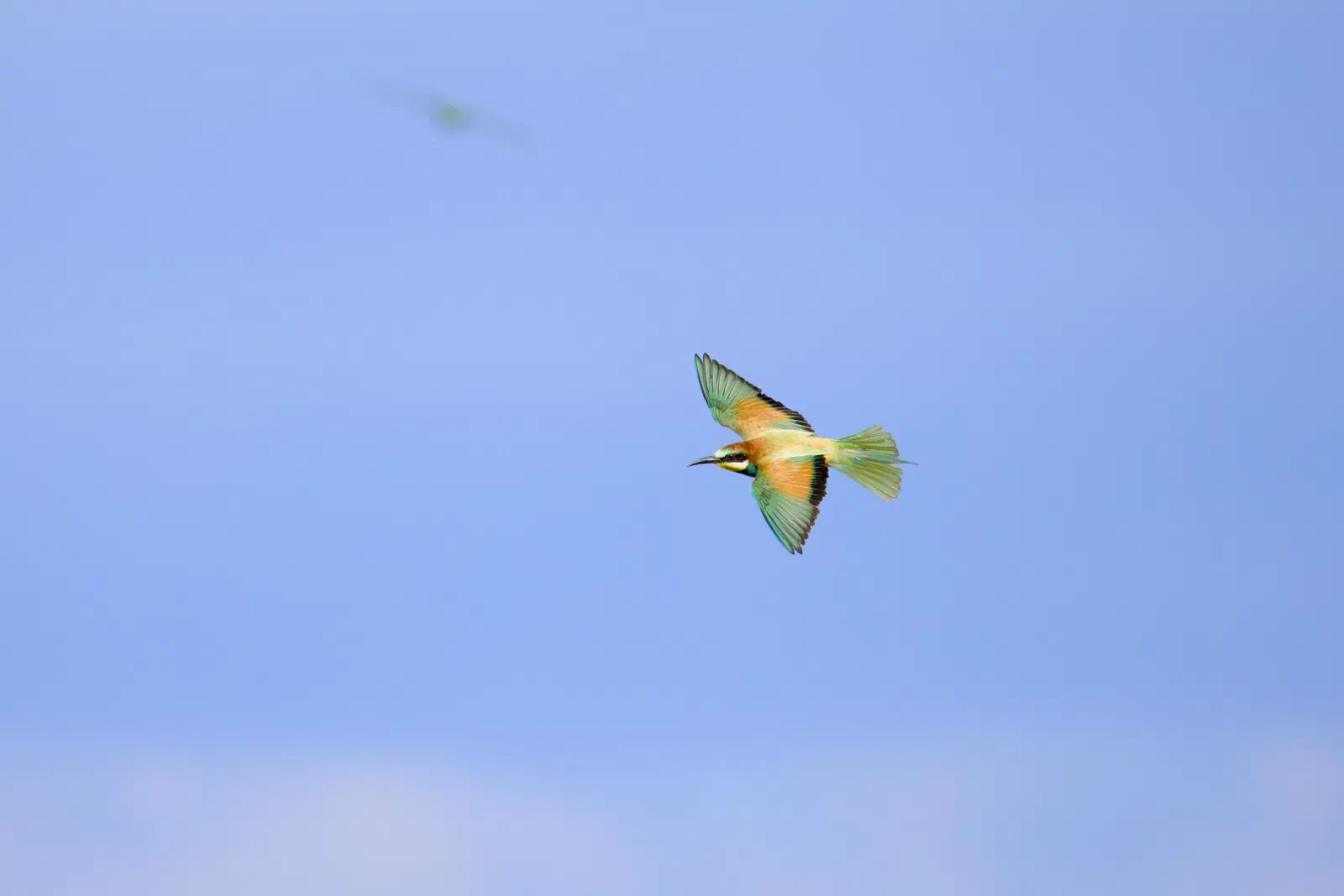 European bee-eater in flight against a blue sky